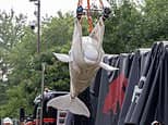 Sáu Cá Tóp Beluga Được Chuyển Từ Marineland Canada Đến Nơi Ở Mới Tại Mỹ Sau Khi Bị Đe Dọa Tiêu Hủy