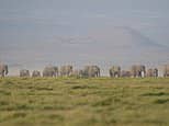 Kenya điều tra vụ 15 con voi chết nghi ngờ do ngộ độc tại khu safari